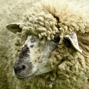 Profile view of sheep