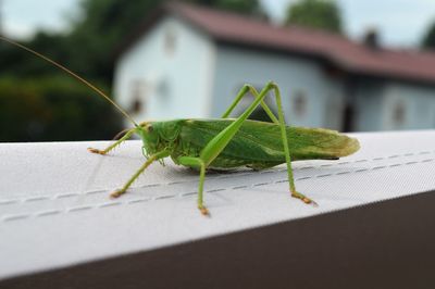 Close-up of insect on leaf / grashopper