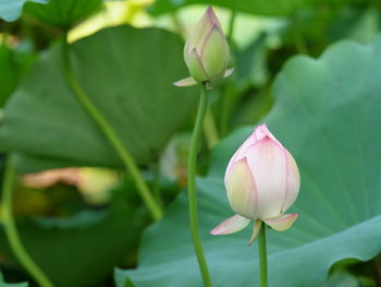 Close-up of pink lotus water lily