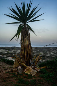 Coconut palm tree on beach against sky