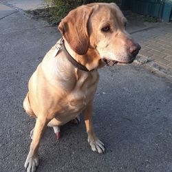 High angle view of dog sitting on road