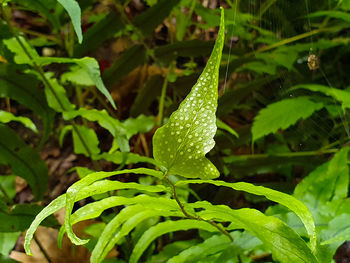 Close-up of wet plant