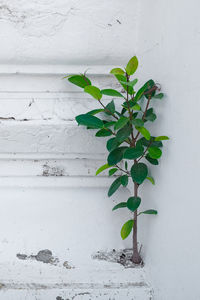 Close-up of plant against white wall