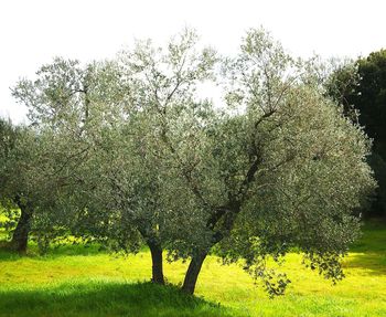 Trees growing on grassy field