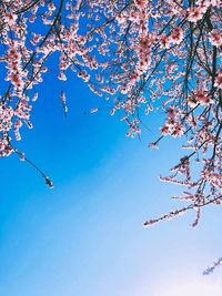 Low angle view of cherry blossom against blue sky