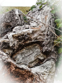 Close-up of tree trunk