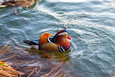 Duck swimming in lake