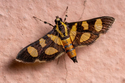 Close-up of insect on wood