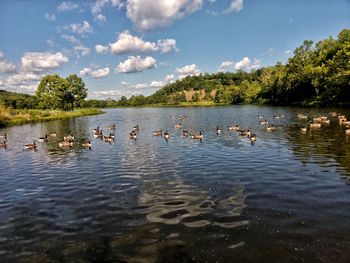 Ducks swimming in lake against sky