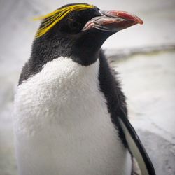 Close-up of penguin