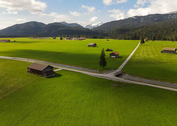 grass