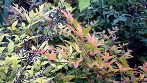 Close-up of plants