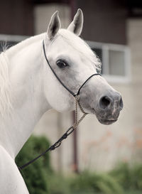 Close-up of horse