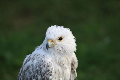 Close-up a bird of prey