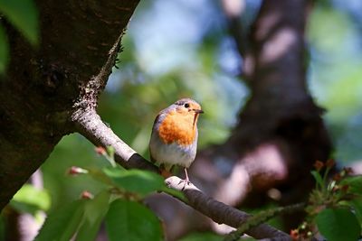 Close-up of bird perching on branch