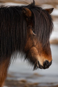 Close-up of horse