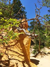 Plants growing on tree