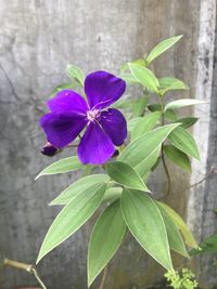 Close-up of purple flowering plant