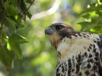 Juvenile red tail hawk intently staring