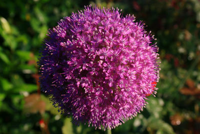 Close-up of pink flowers