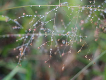 Close-up of wet spider web on plant during rainy season