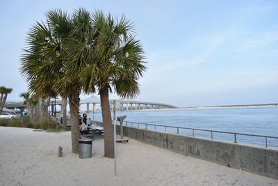 Palm trees on beach against sky