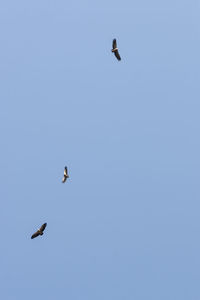 Low angle view of birds flying in sky