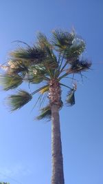 Low angle view of coconut palm tree against clear blue sky