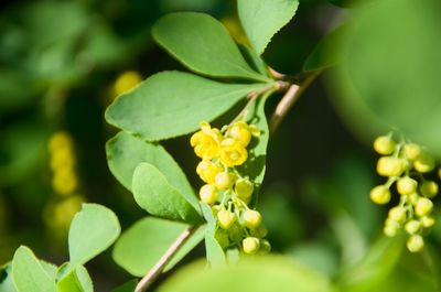 Close-up of yellow flowering plant