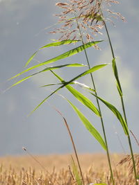 Close-up of stalks in field against sky