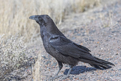Common raven looking for food in the desert in petrified forest national park in arizona