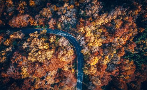 Aerial view of road amidst trees in forest