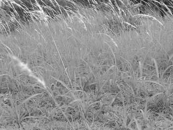 High angle view of stalks in field