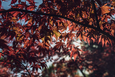 Low angle view of autumnal leaves against trees