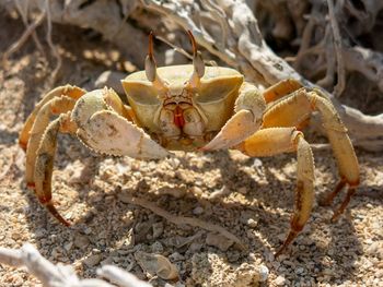 Close-up of crab on sand