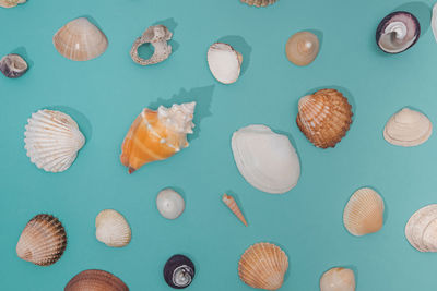 shell