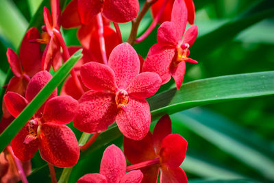 Close-up of pink flowering plant