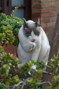 Cat sitting on plant in yard