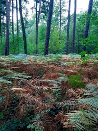 Trees in forest