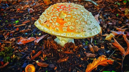 Close-up of mushroom growing on field