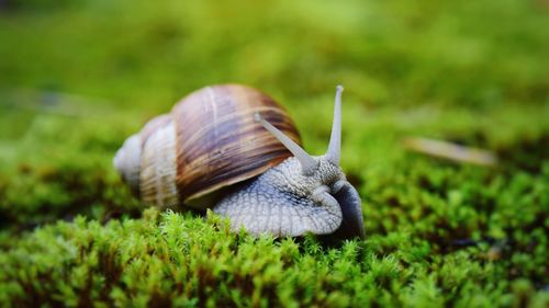 Close-up of snail on field