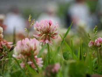 Close-up of pink flowering plants on field