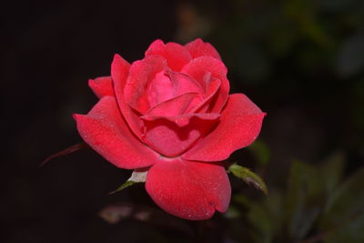 Close-up of red rose