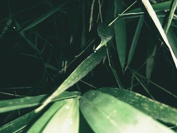 High angle view of snake on plant