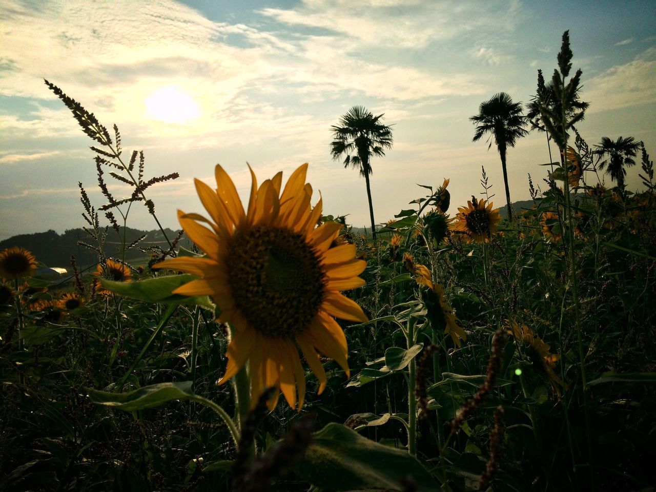 flower, growth, freshness, fragility, sky, flower head, petal, beauty in nature, plant, sunflower, field, yellow, nature, blooming, sunset, cloud - sky, landscape, tranquility, stem, close-up