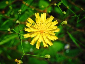 Close-up of yellow flowering plant