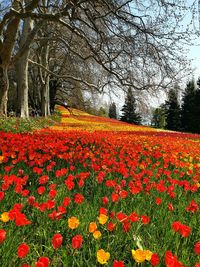 Red flowering plants on field