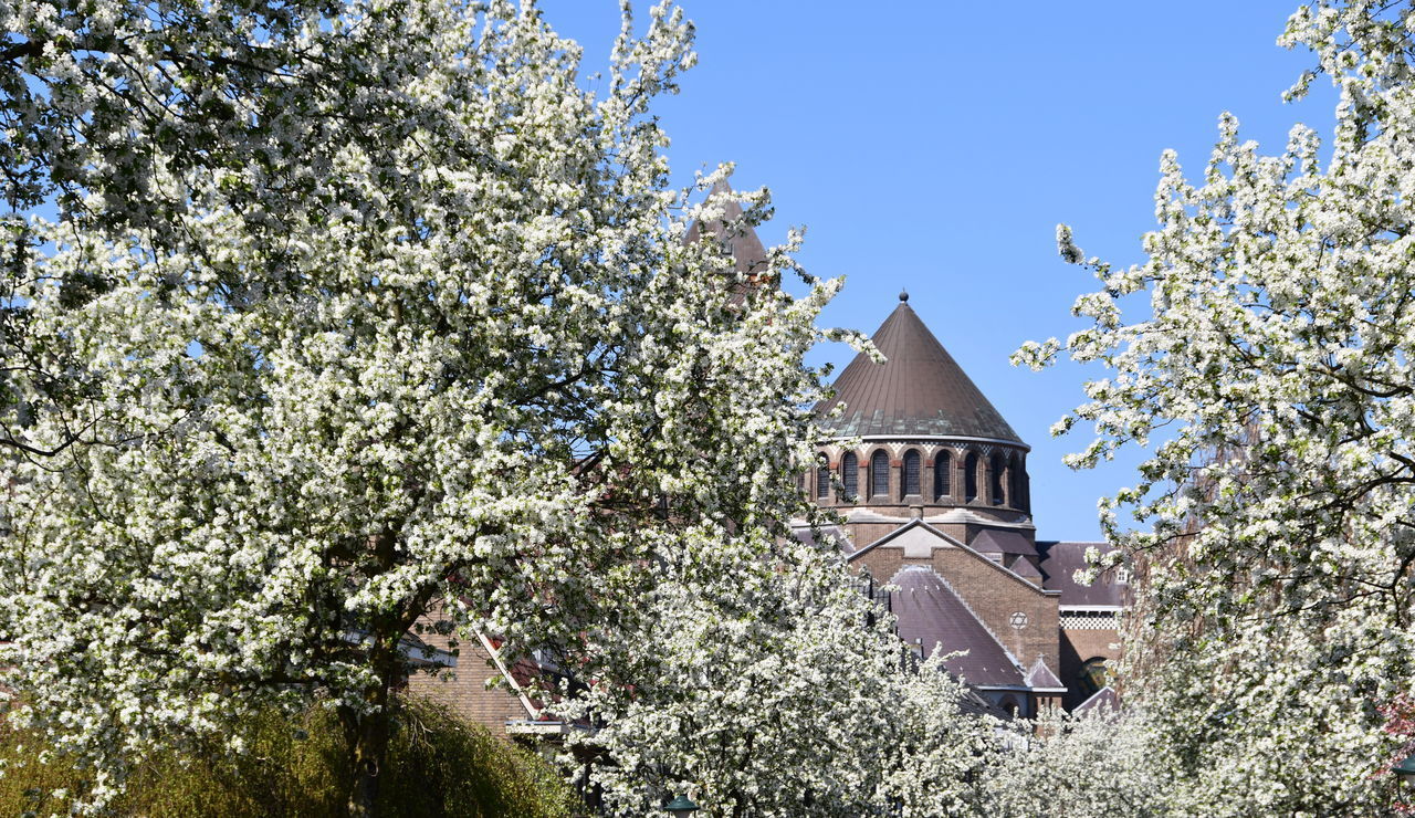 LOW ANGLE VIEW OF CHERRY BLOSSOM TREE BY BUILDING