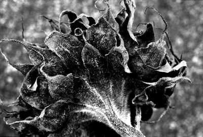 Close-up of leaves on tree trunk