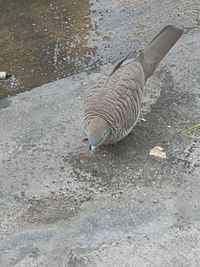 High angle view of drinking water in puddle